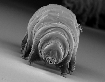SEM of a tardigrade (Source: http://knol.google.com/k/tardigrades#)