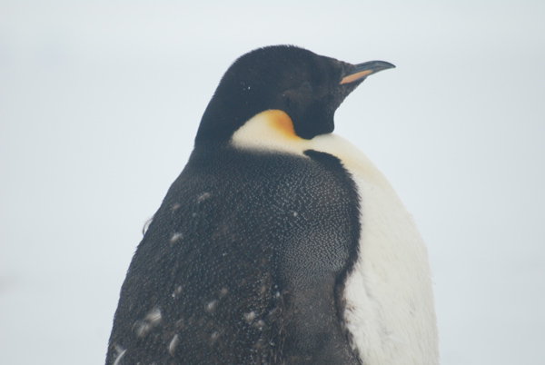 A close-up view of an emporer penguin standing on the ice to molt