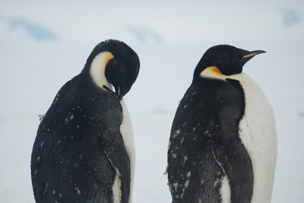 Two emporer penguins waiting it out until they have completed their molt.